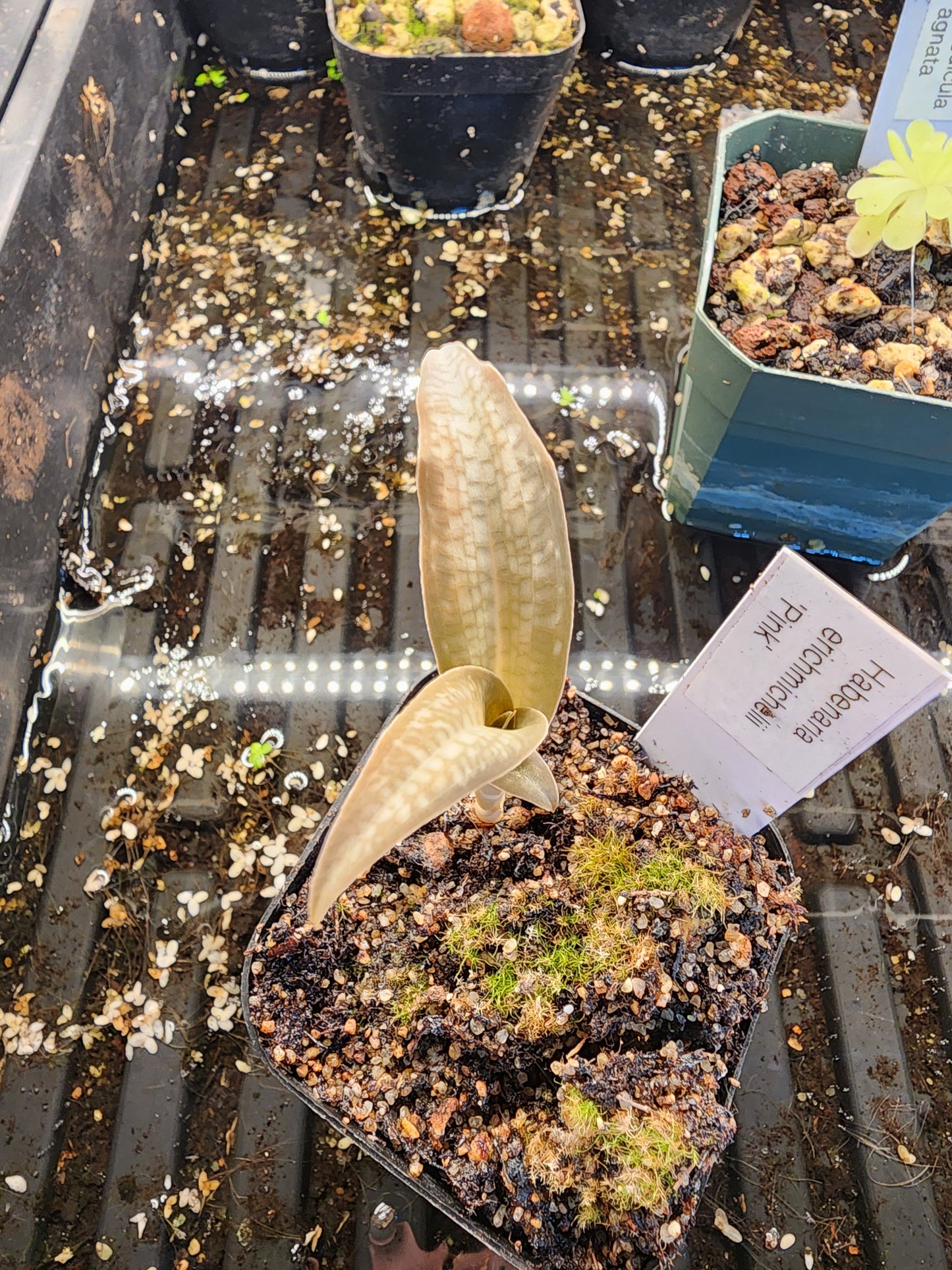 Habenaria erichmichelii 'Pink'
