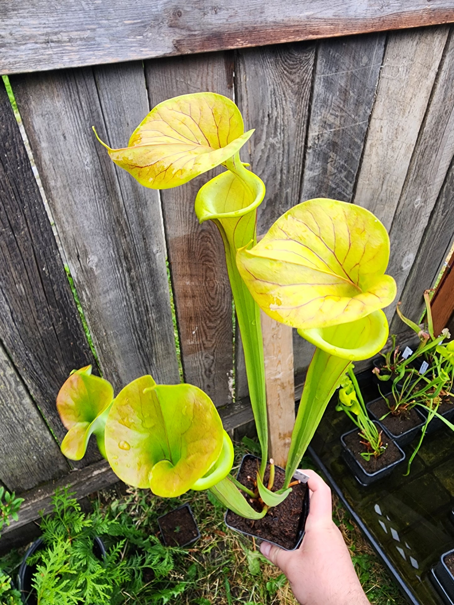 Sarracenia flava 'Cuprea' Coppertop Pitcher plant