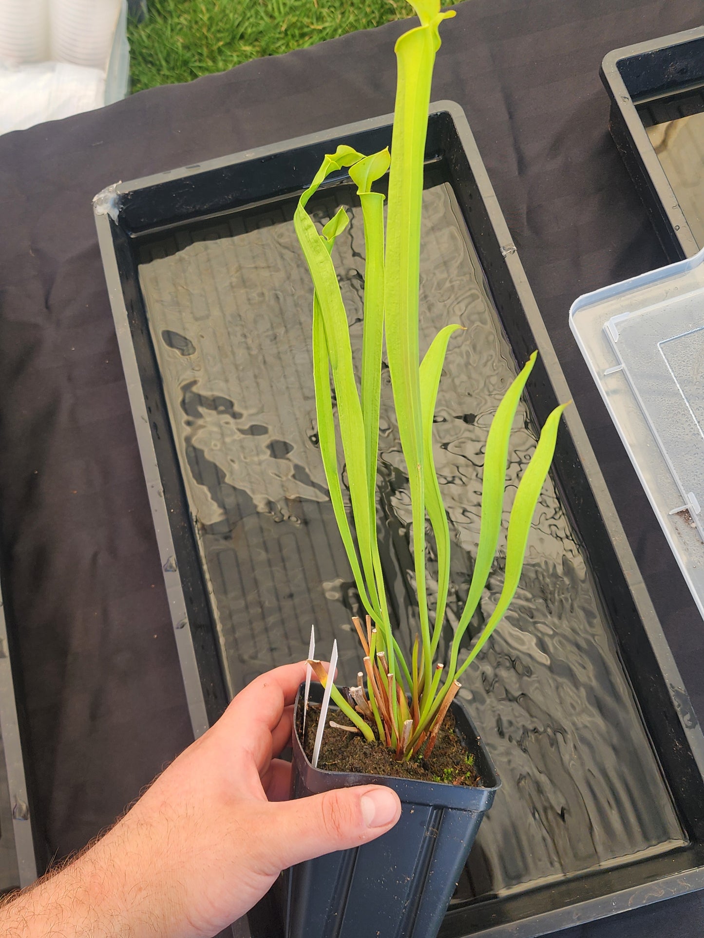 Sarracenia oreophila 'Green'