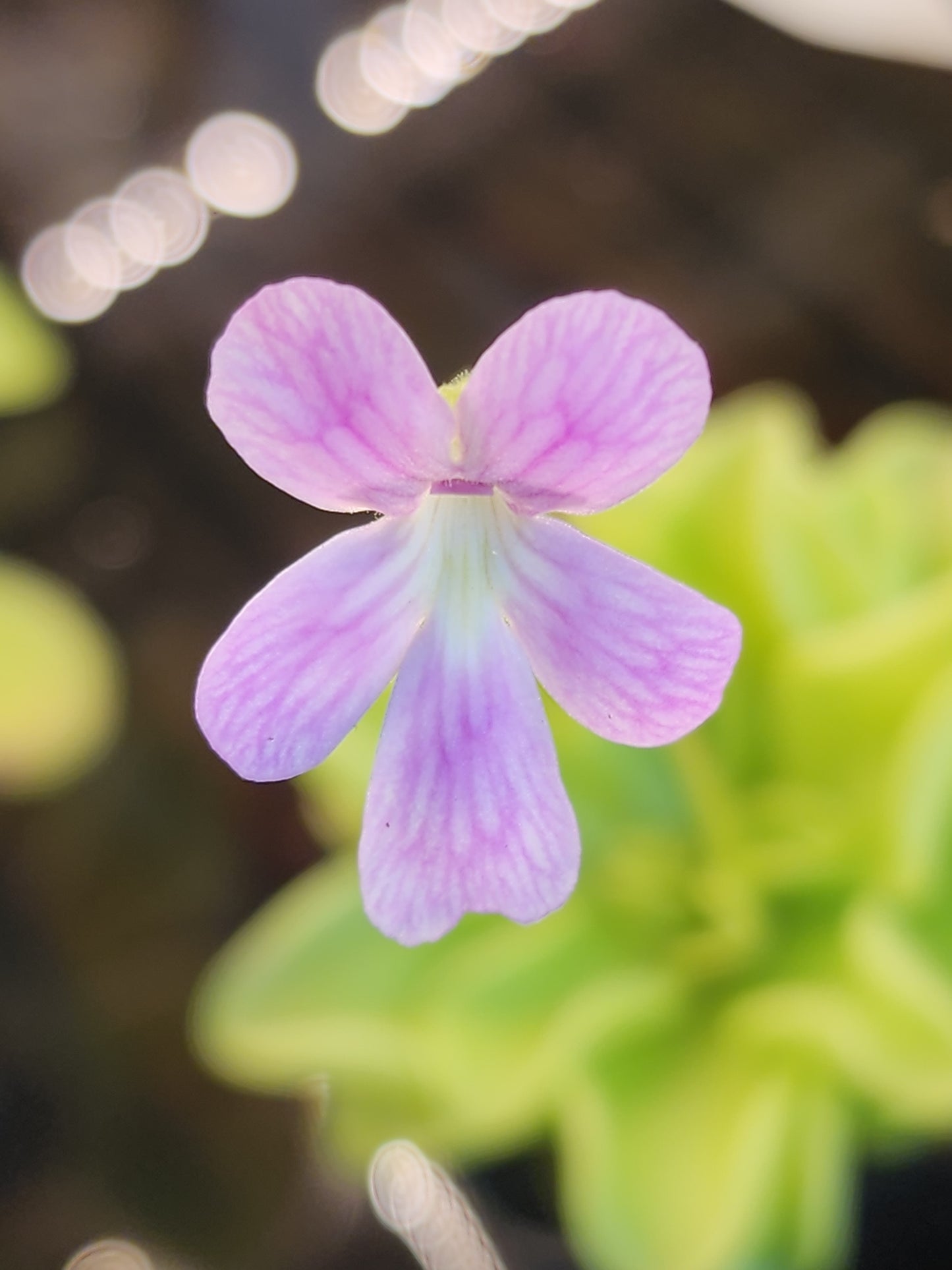 Pinguicula 'Weser'