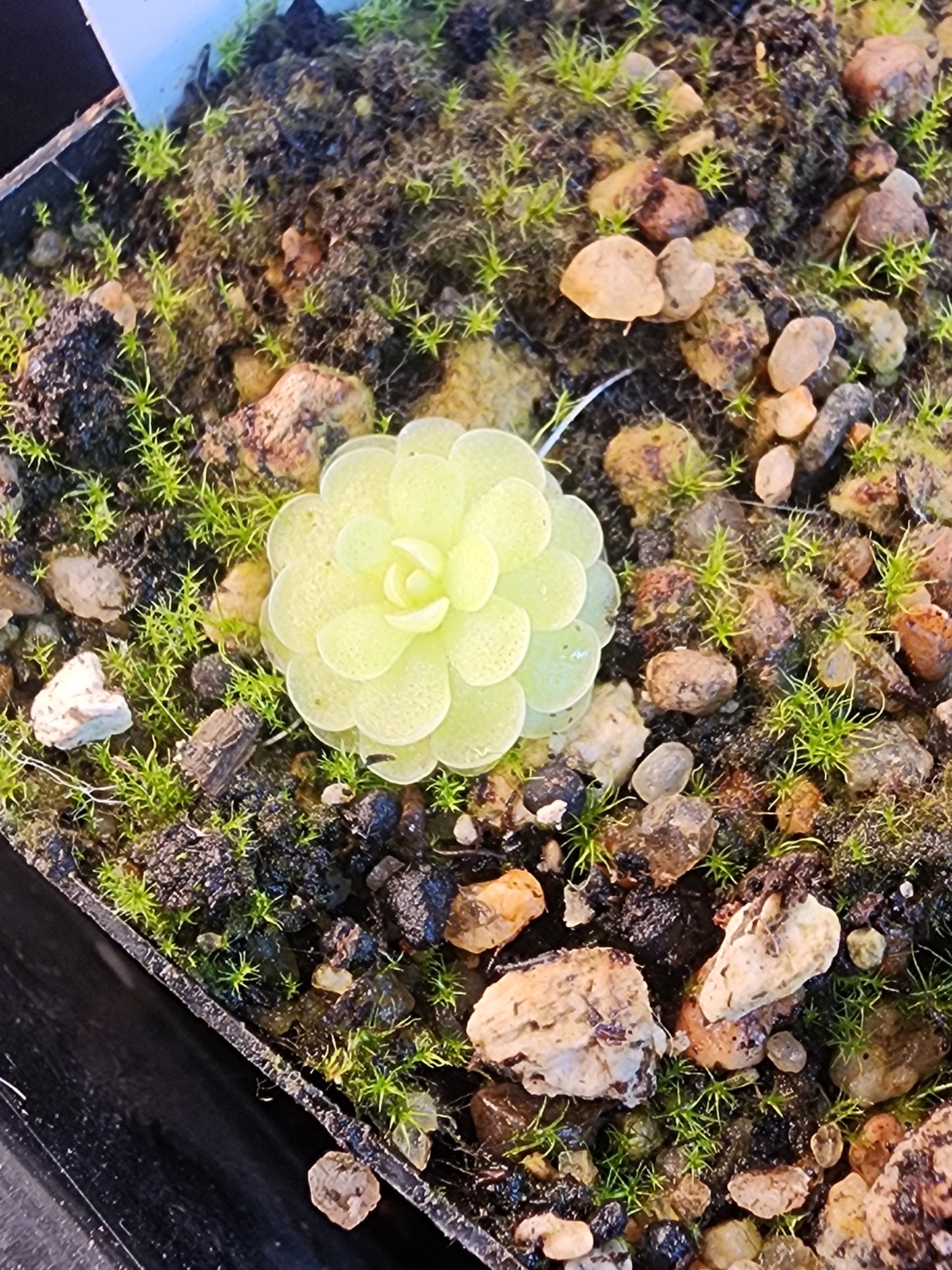 Pinguicula jaumavensis L90