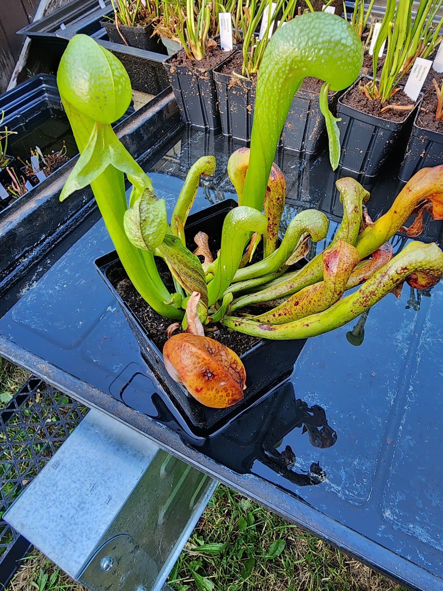 Darlingtonia californica - Flowering sized plant