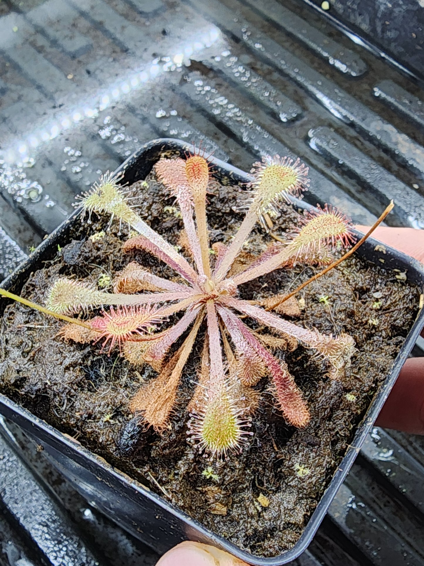 Drosera collinsiae 'Usutu River'