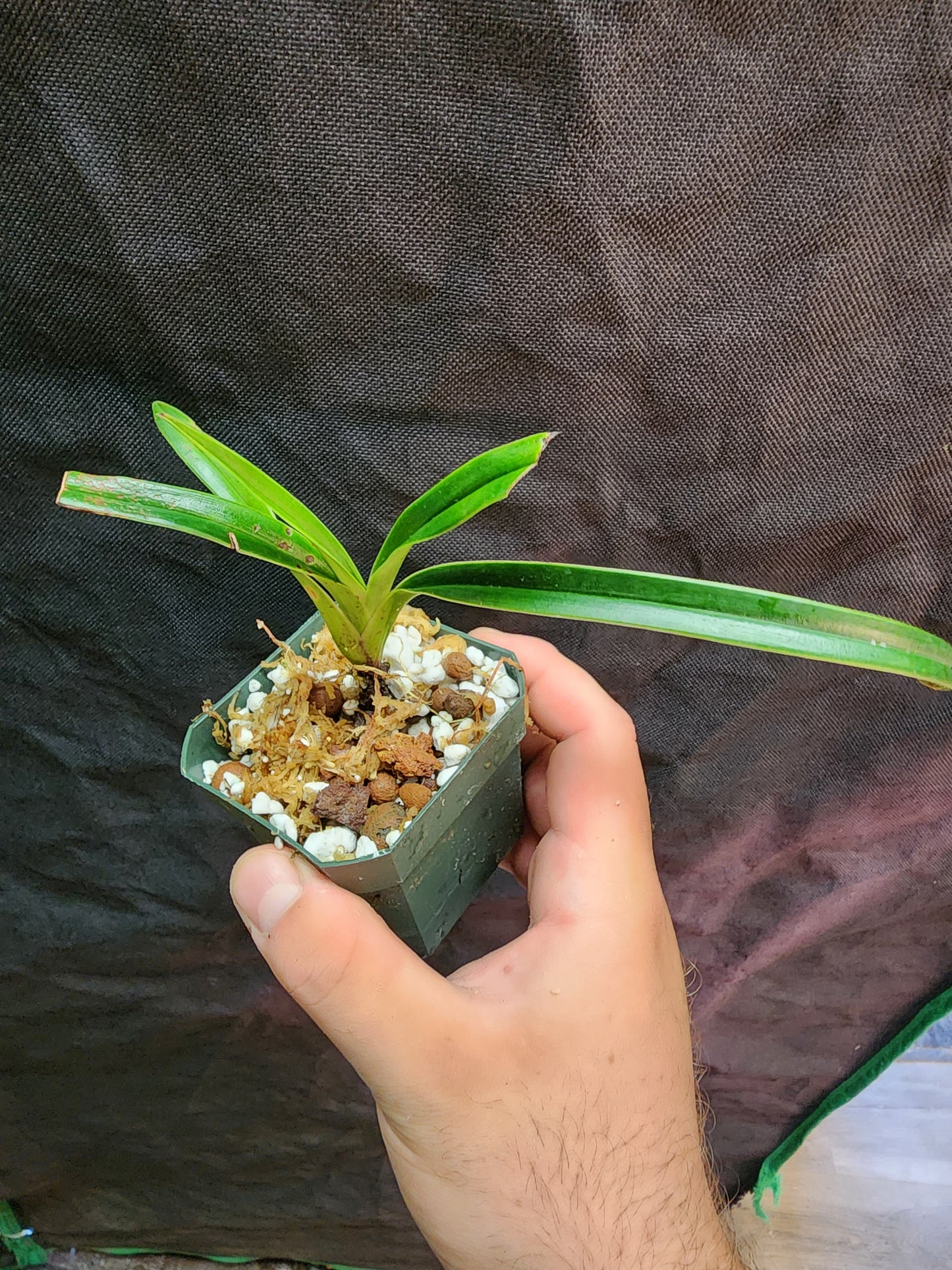 Phragmipedium Rio Mira