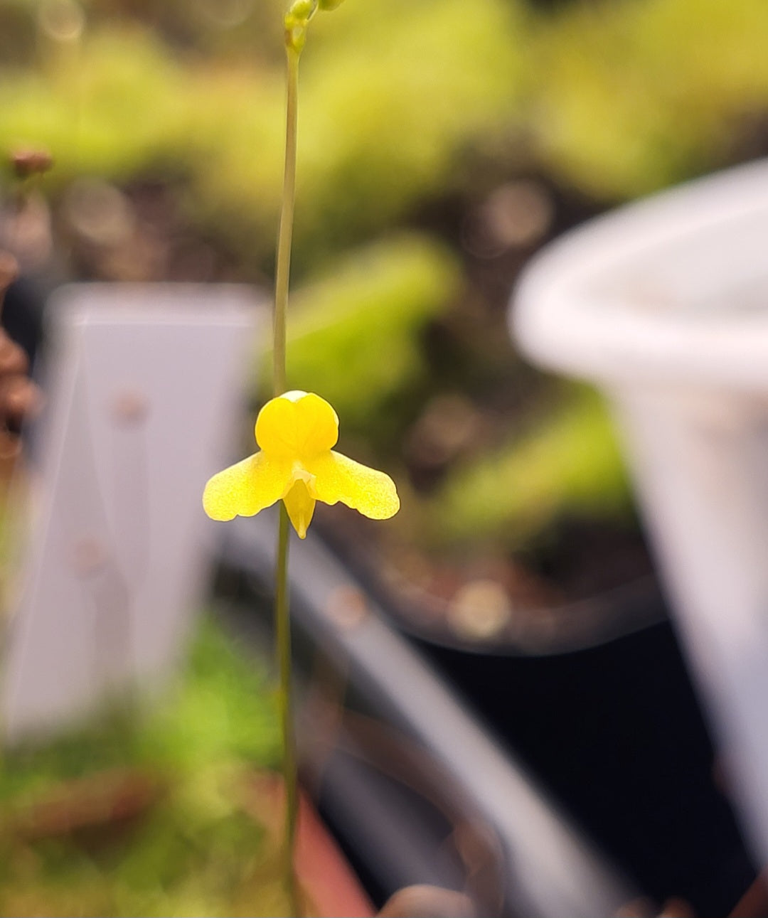 Utricularia subulata - Zigzag Bladderwort