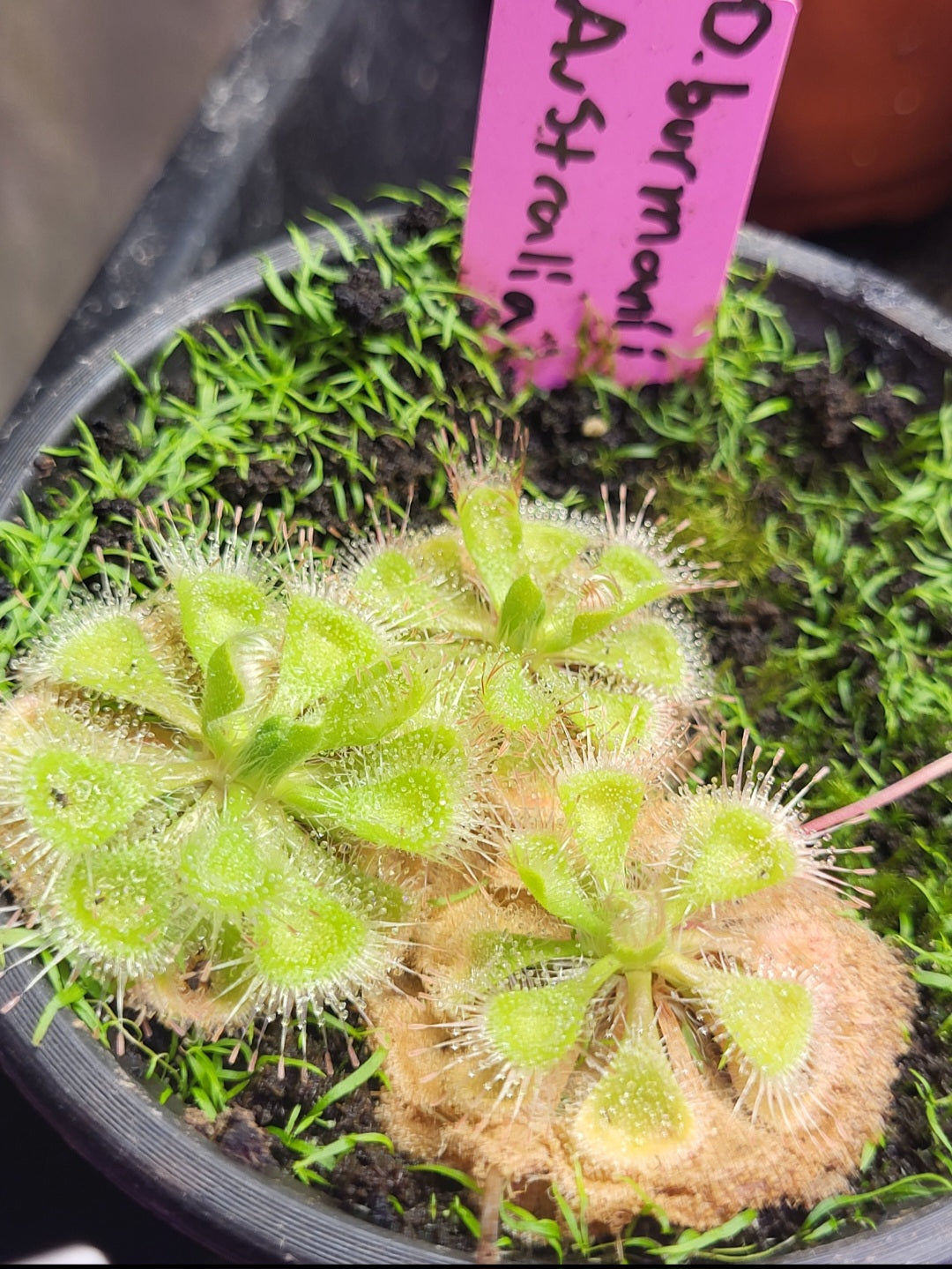 Drosera burmanii 'Australia'