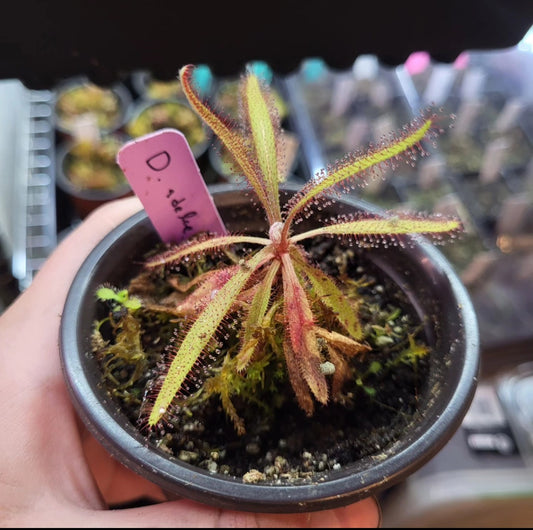 Drosera adelae - Lance-Leaved Sundew