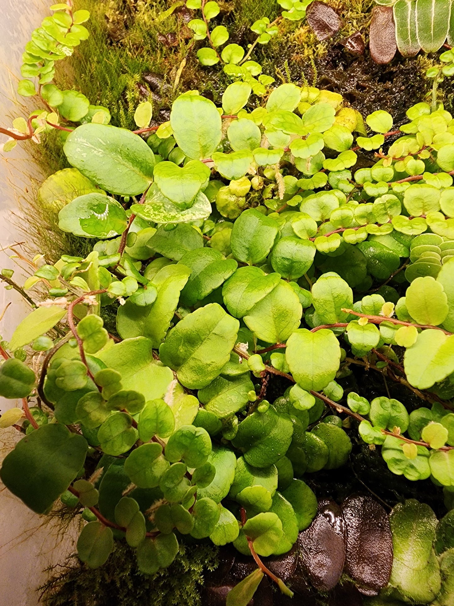 Marcgravia iquitos 'Round'