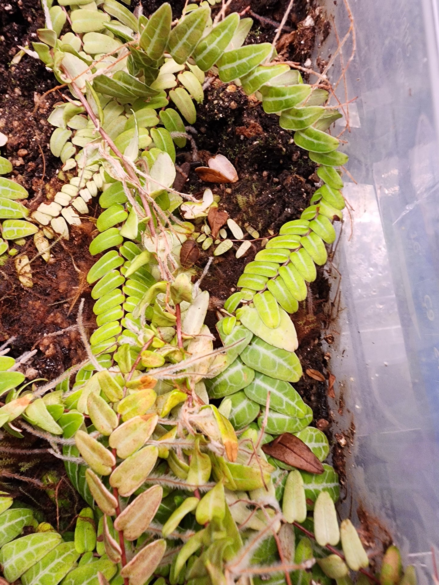 Marcgravia umbellata