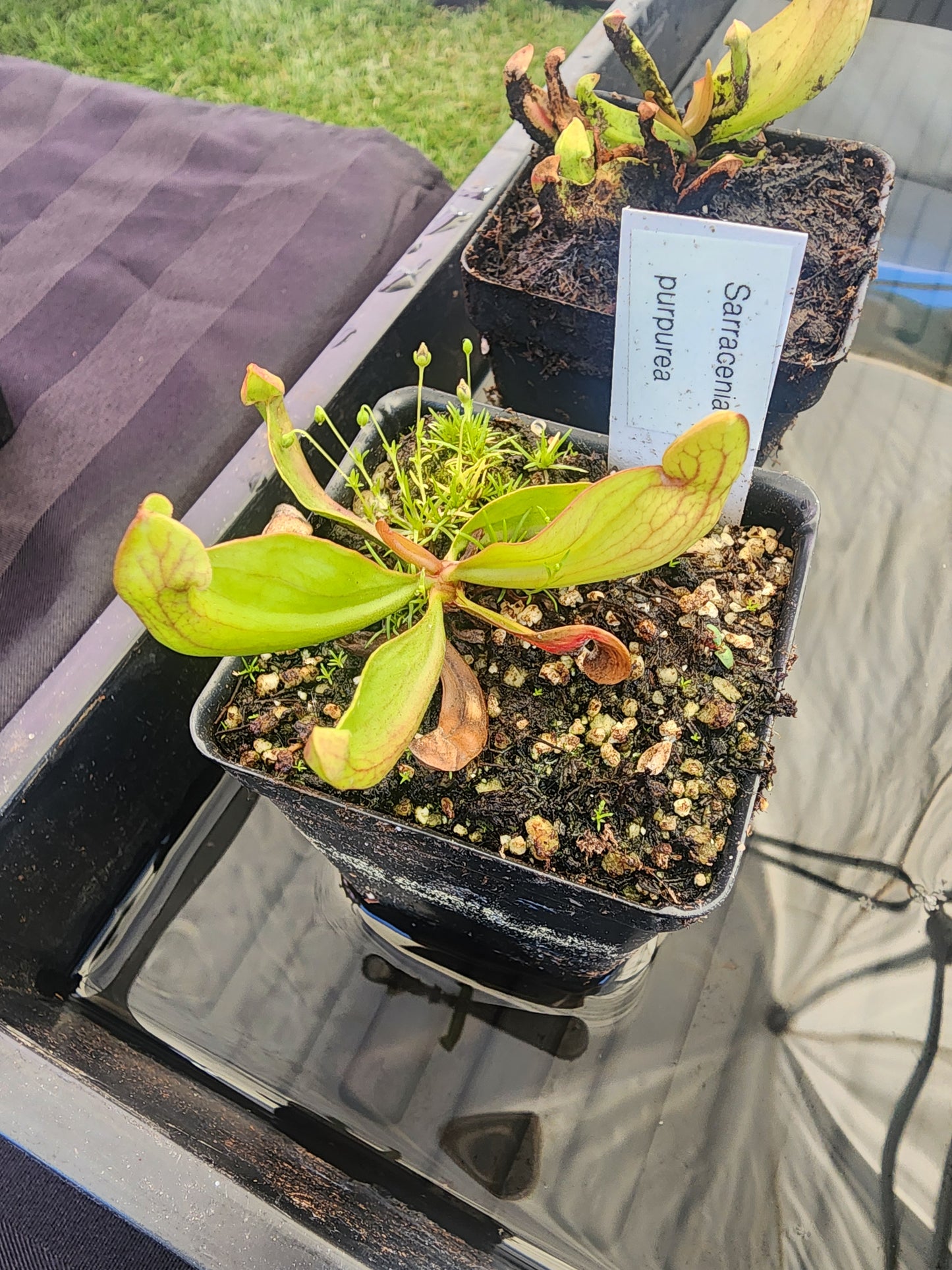 Sarracenia purpurea (Seed Grown)