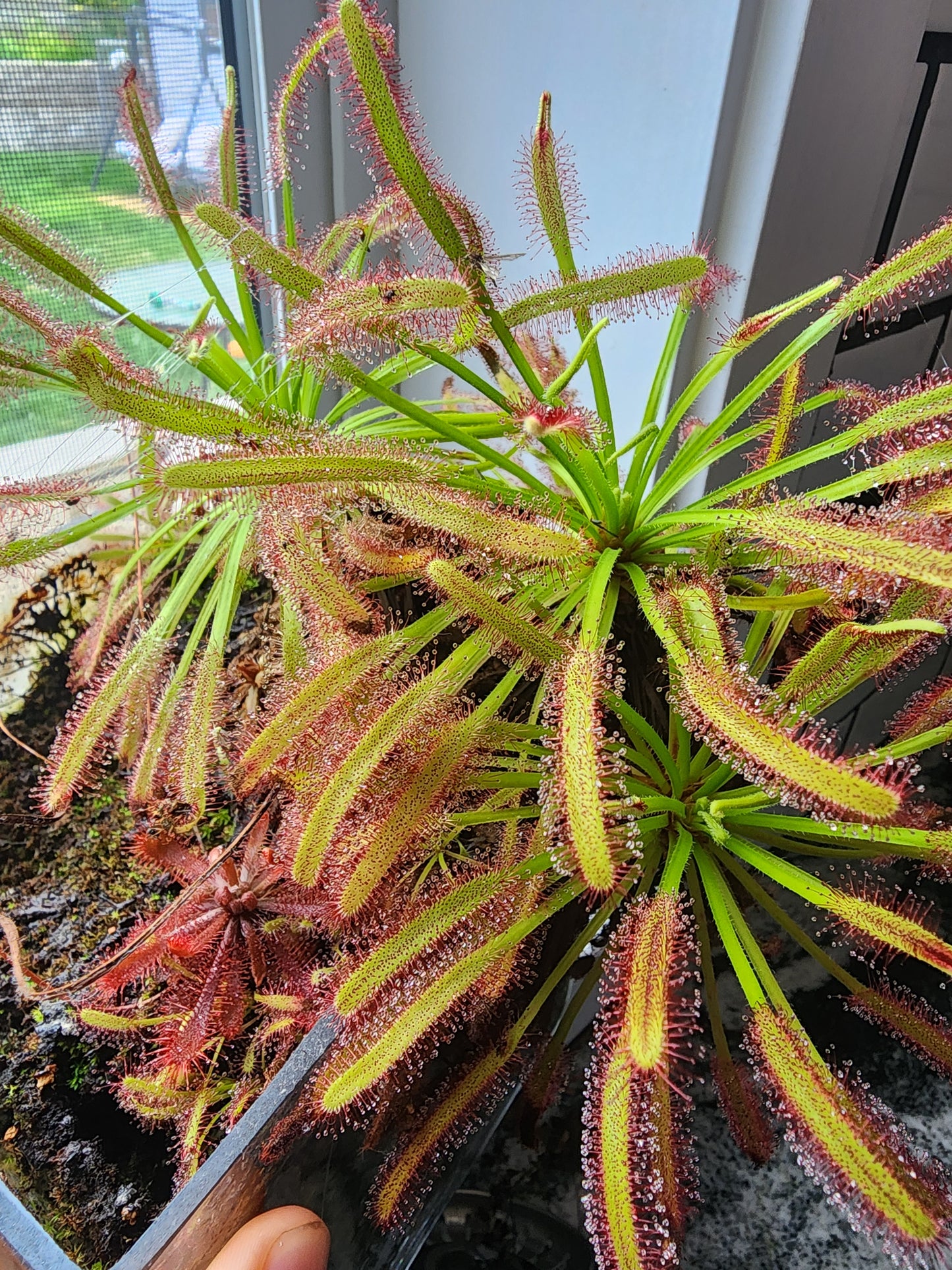 Drosera capensis - Cape Sundew