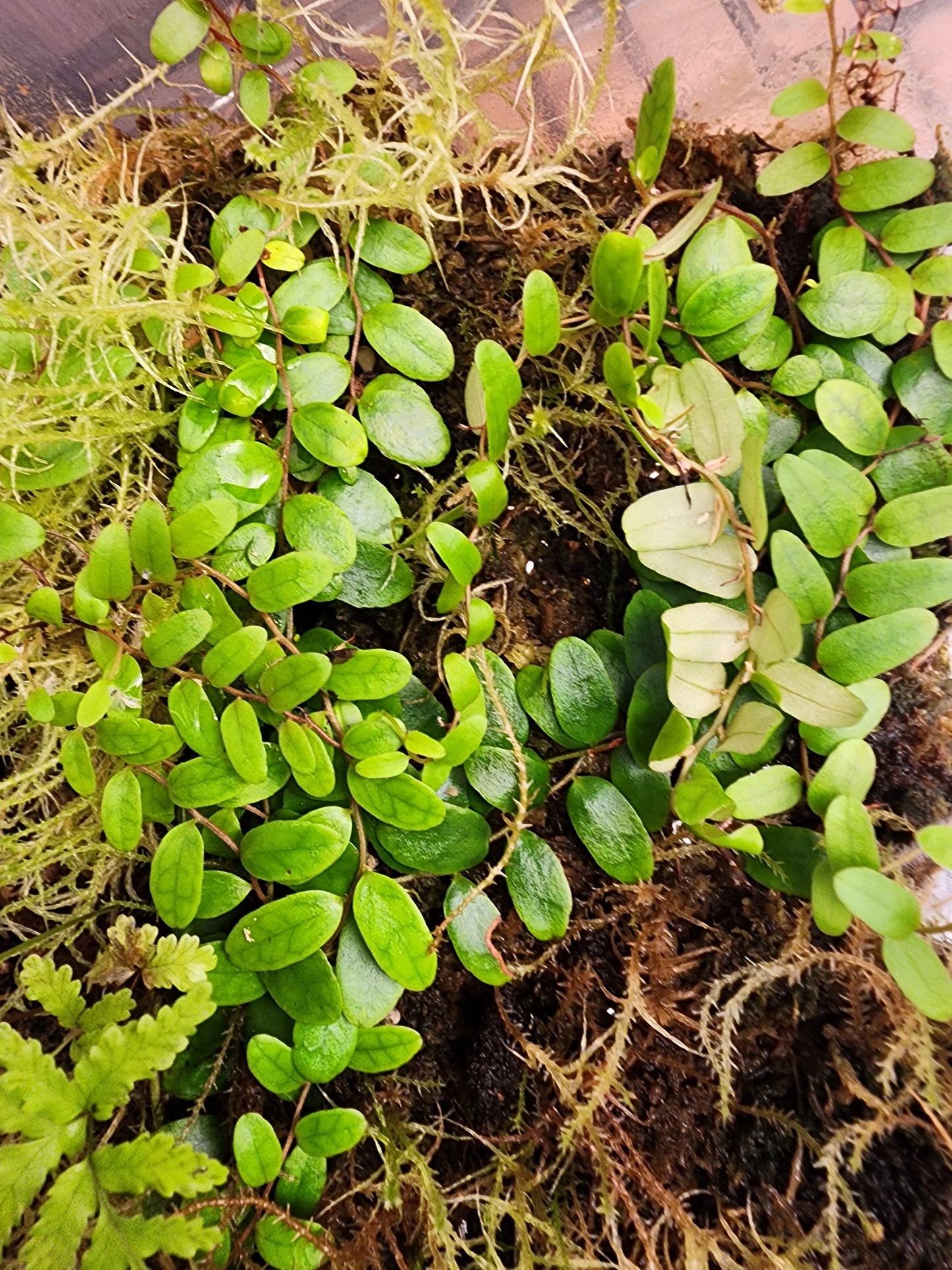 Marcgravia sp Columbia