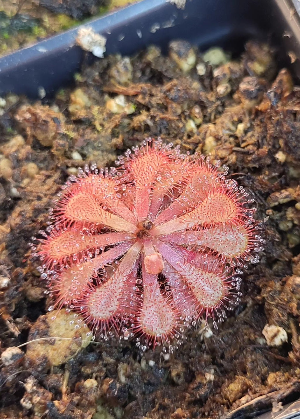 Drosera dielsiana - South African Sundew