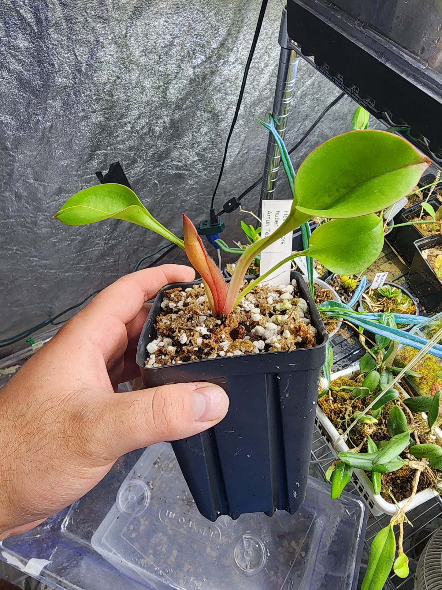Heliamphora huberi 'Amuri Tepui'