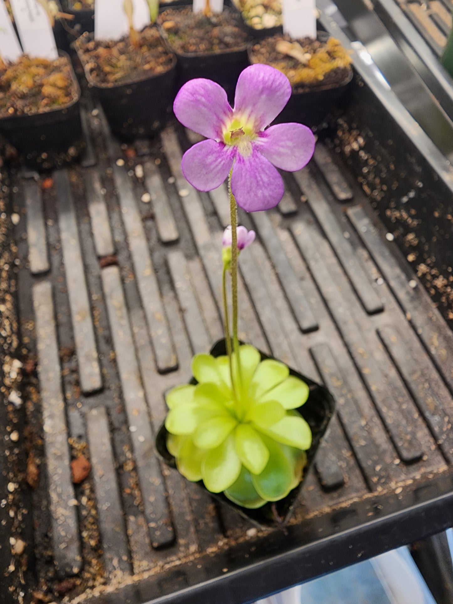 Pinguicula ibarrae x Pinguicula Guatemala