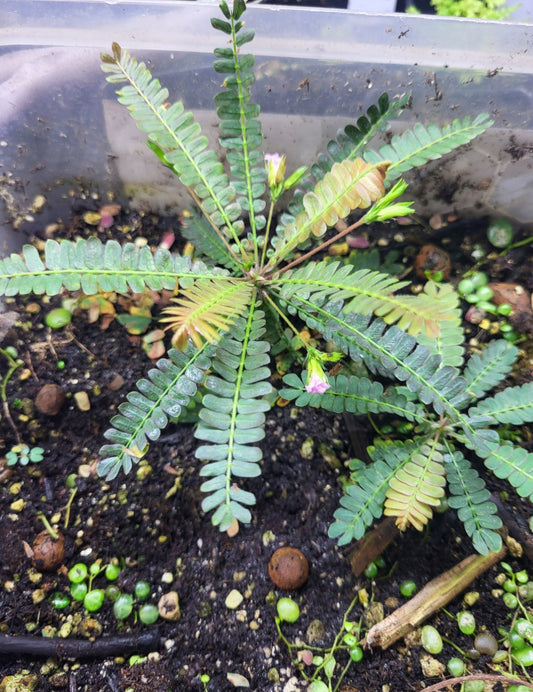 Biophythm sensitivum - Little tree plant