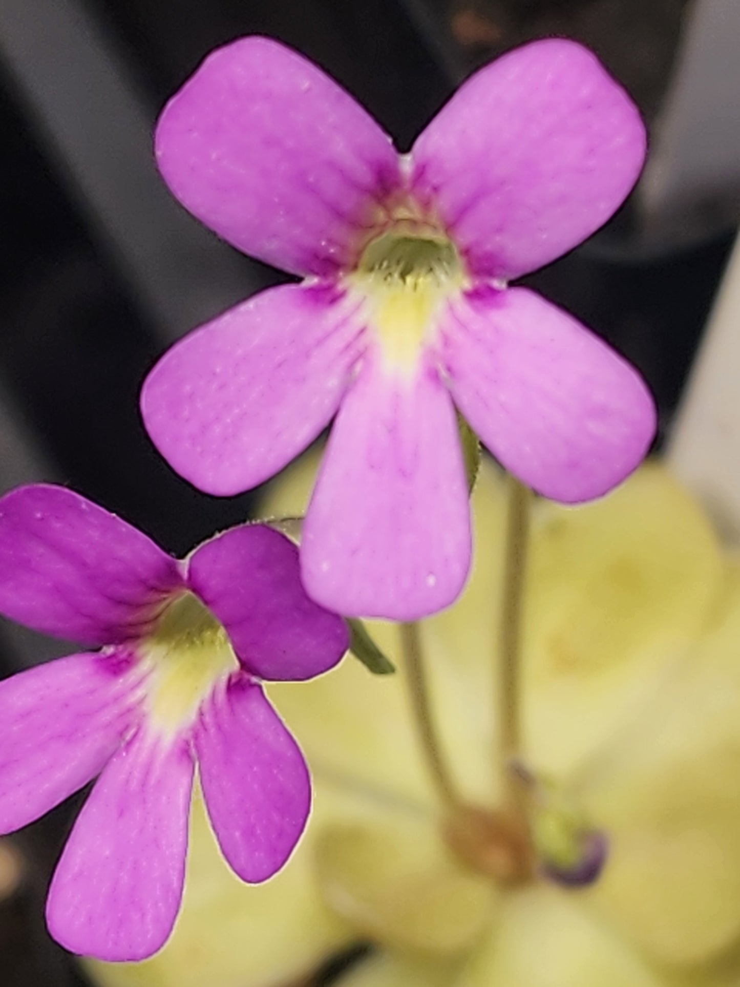 Pinguicula moranensis