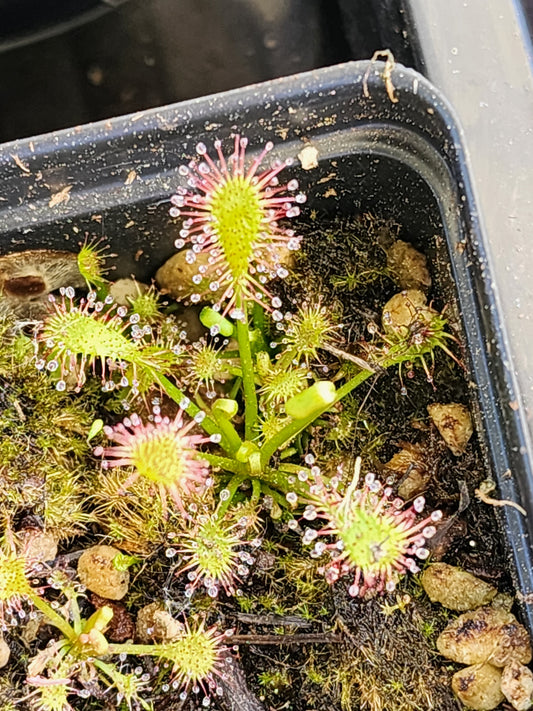 Drosera anglica - English Sundew