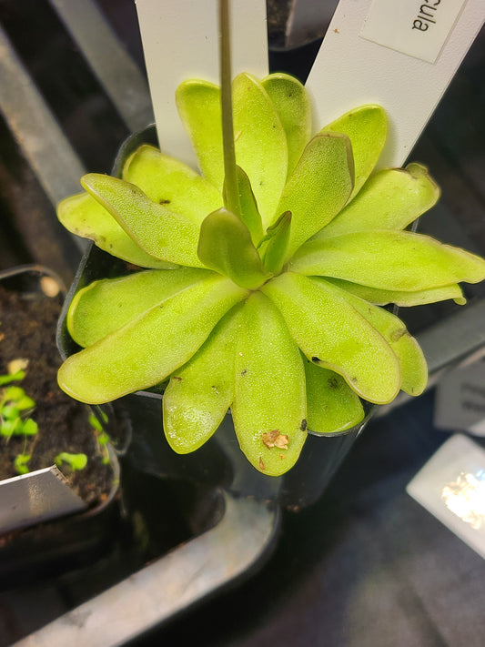 Pinguicula 'Anna'