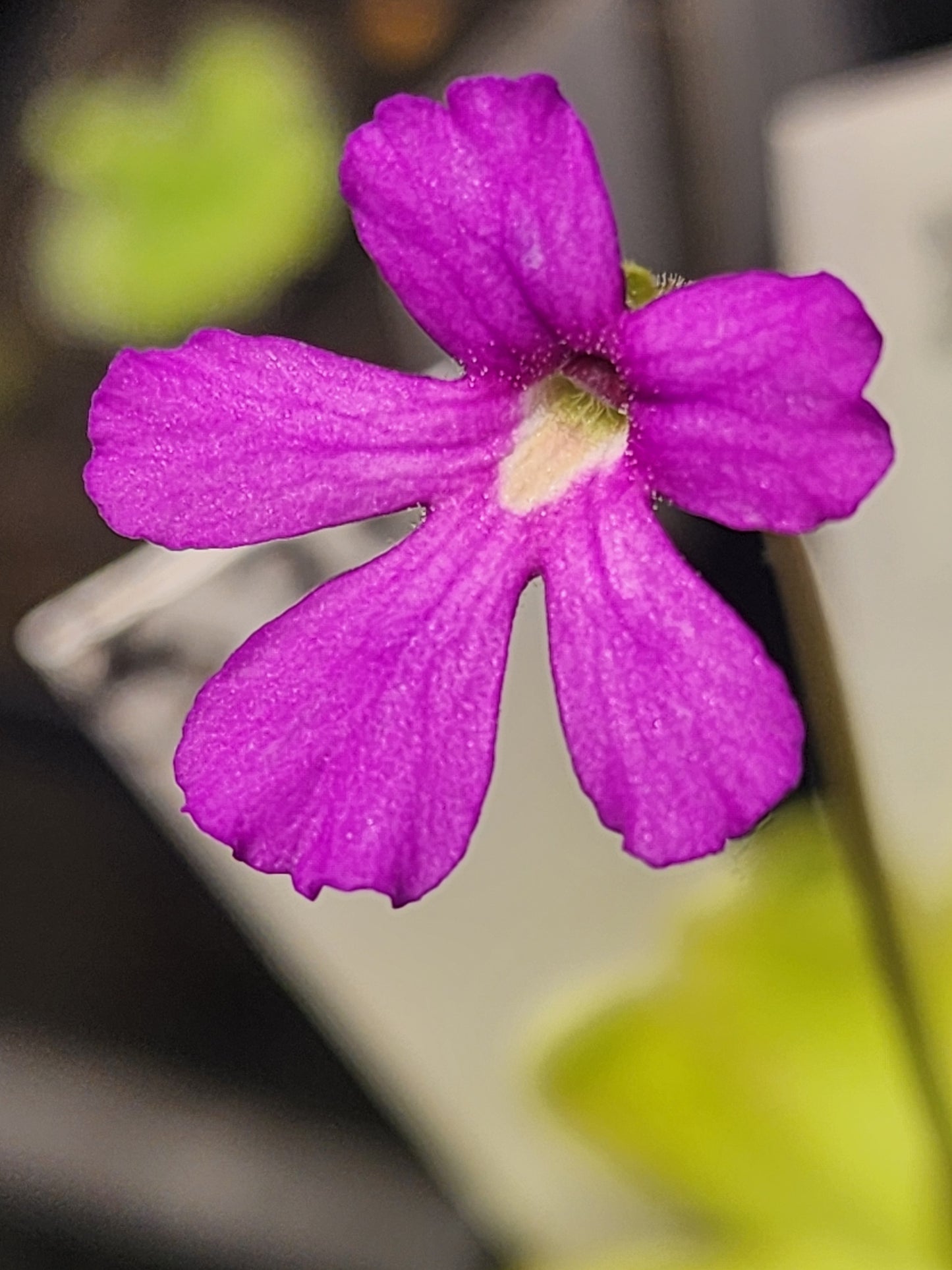Pinguicula 'Anna'