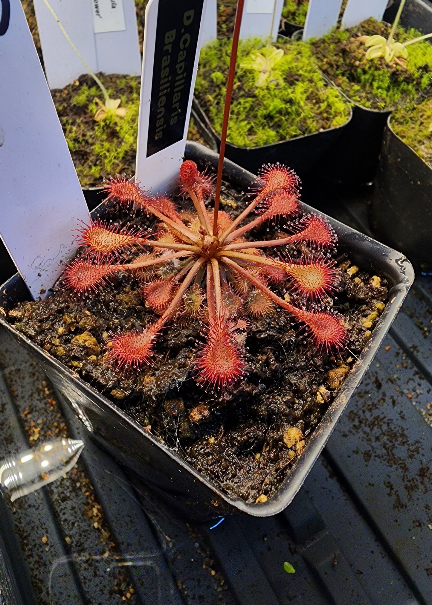 Drosera capillaris 'Brasiliensis'