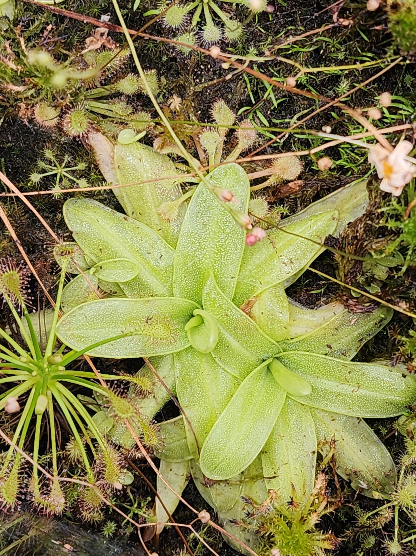 Pinguicula primuliflora - Primrose Butterwort