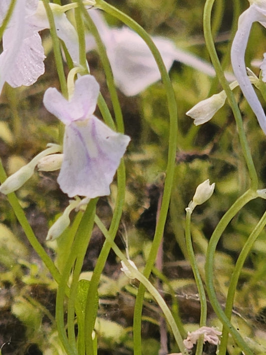 Utricularia sandersonii - Bunny ear Utricularia