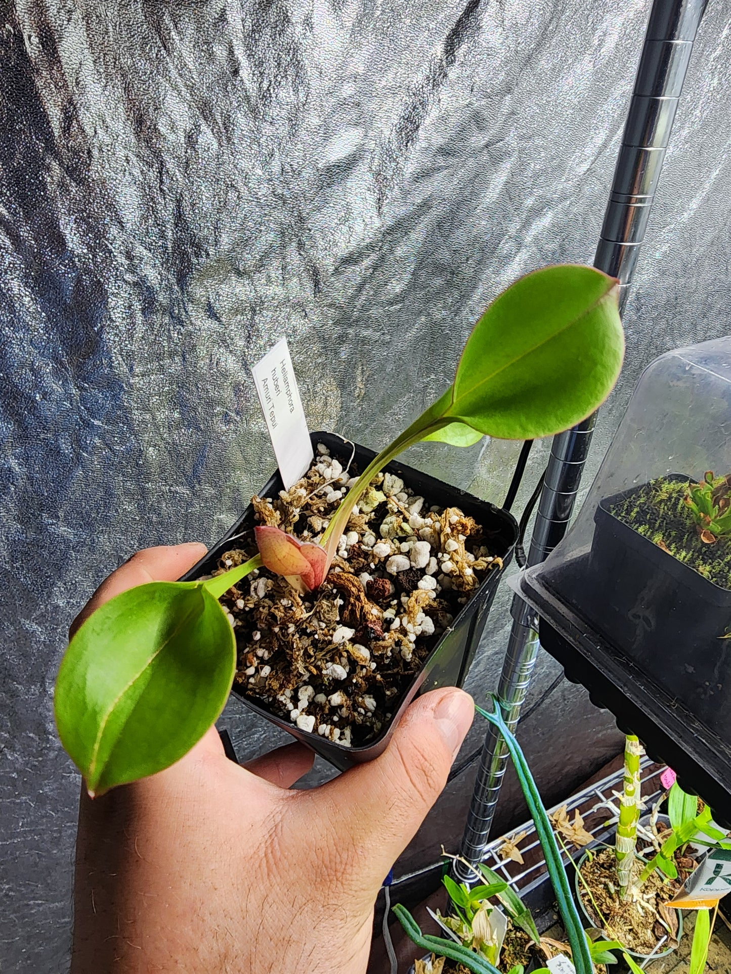 Heliamphora huberi 'Amuri Tepui'