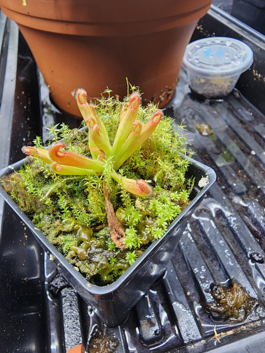 Heliamphora hispada
