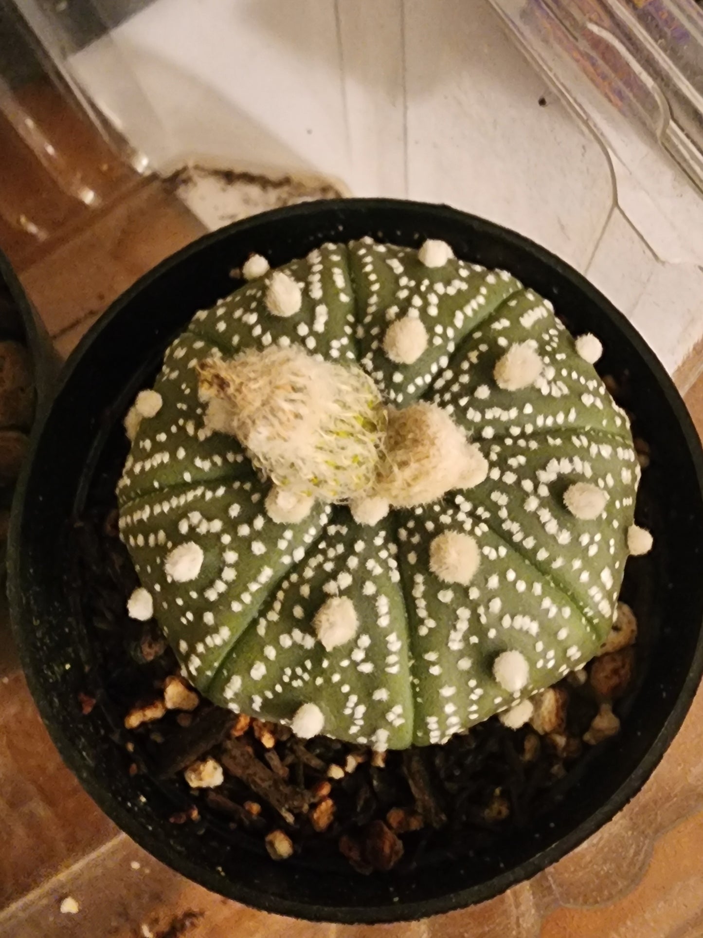 Astrophytum asterias - Sand Dollar Cactus (SG)