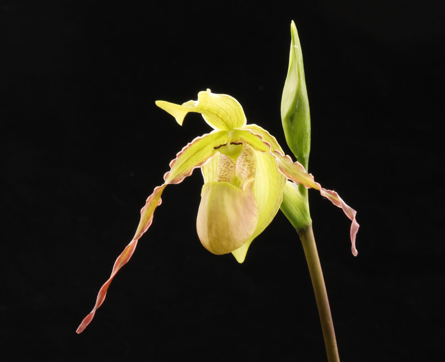 Phragmipedium Rio Mira