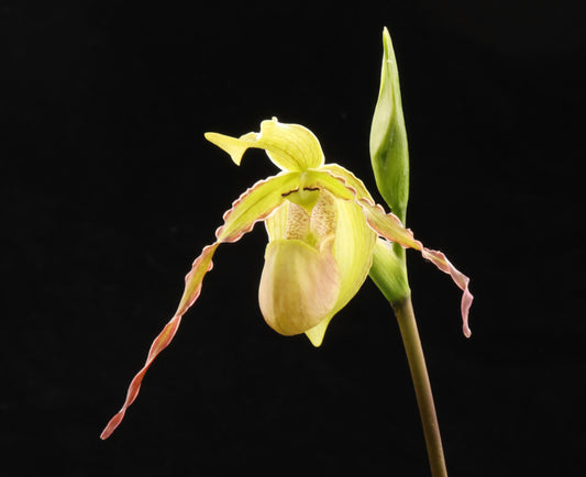 Phragmipedium Rio Mira