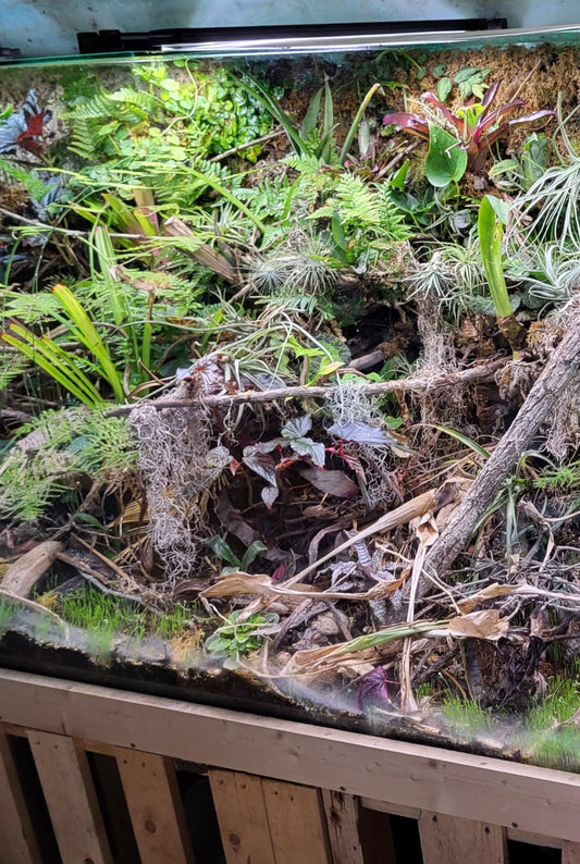 5x Mystery Cutting Terrarium Starter Pack
