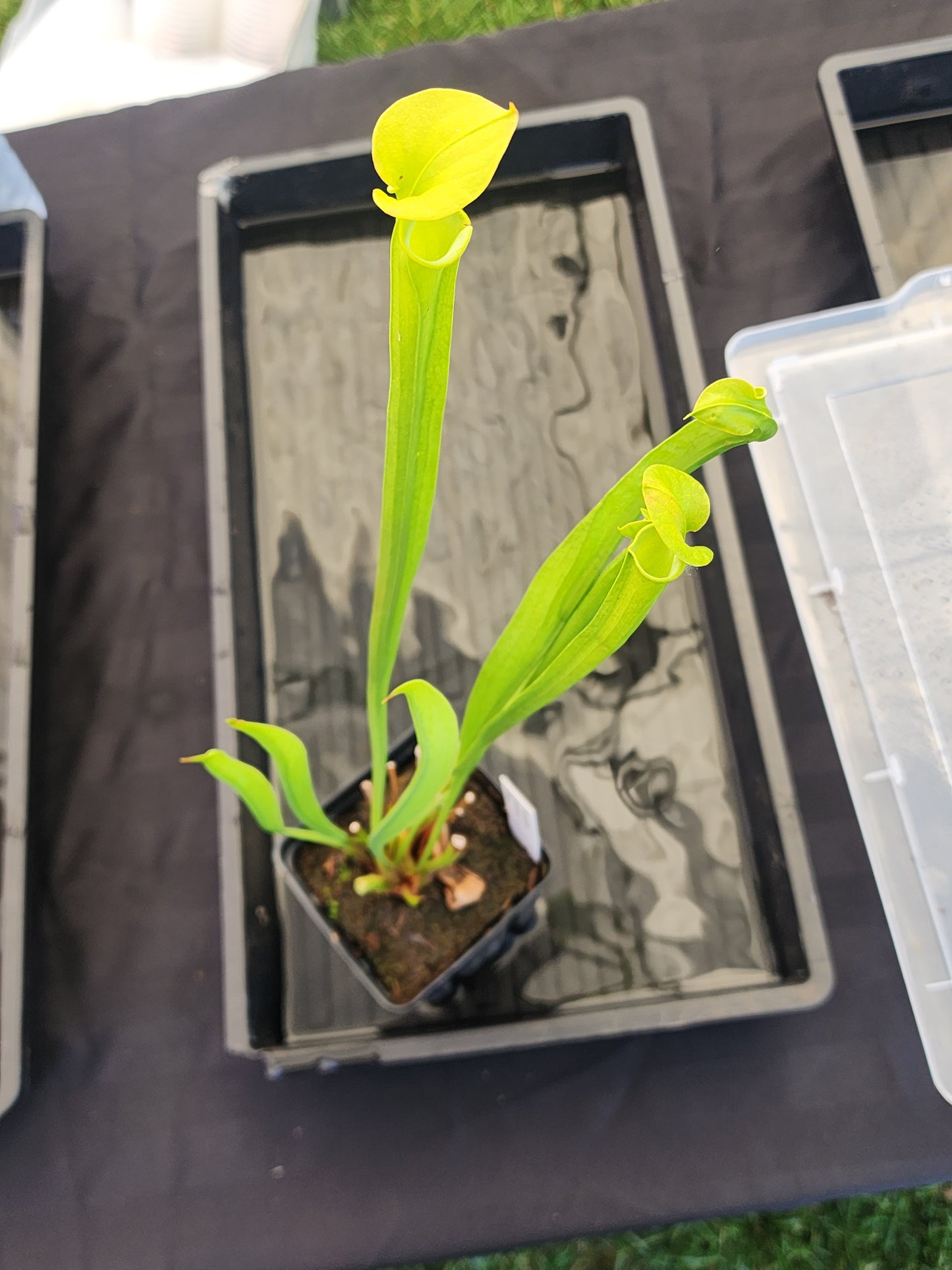 Sarracenia oreophila 'Green'