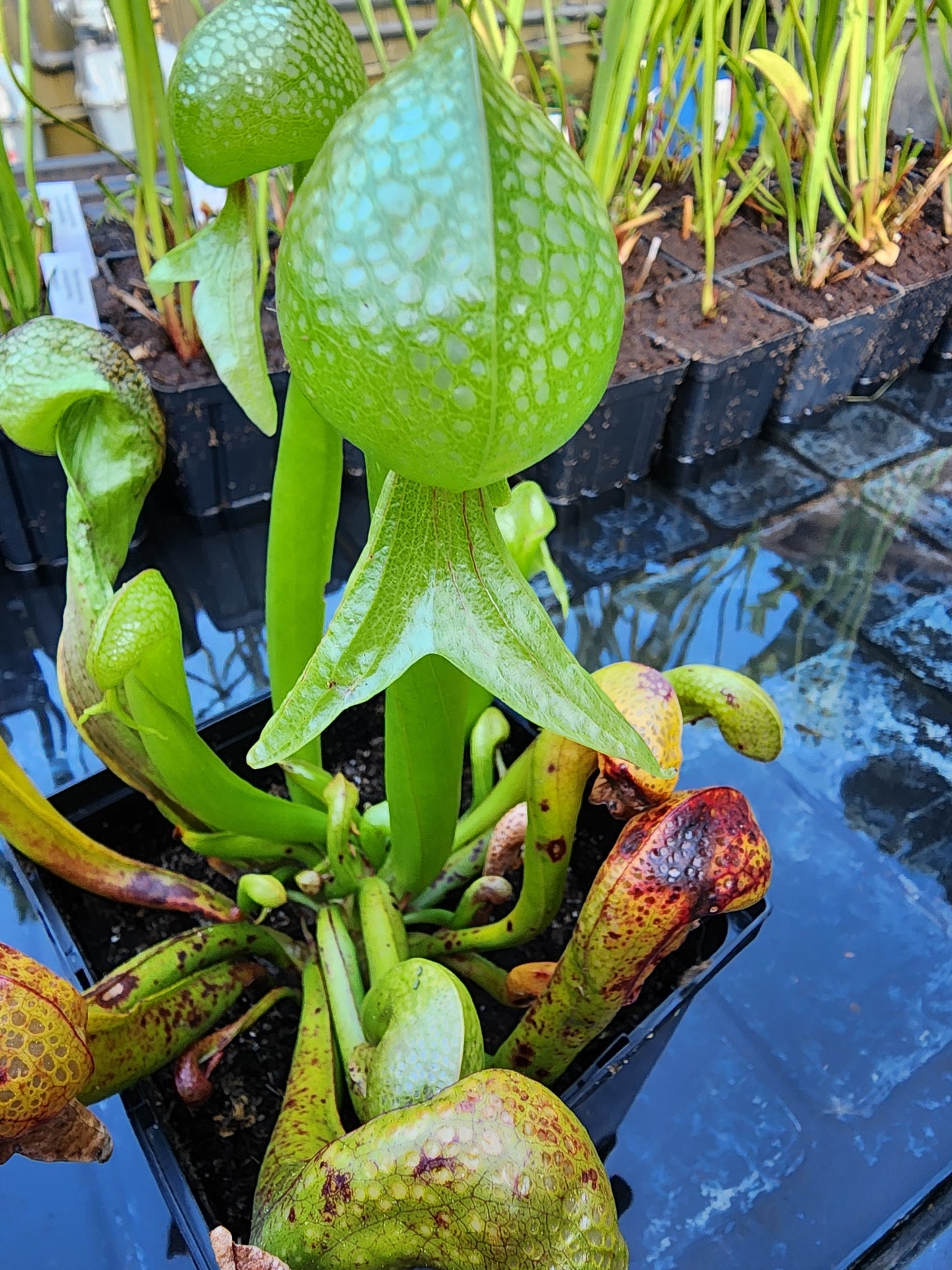 Darlingtonia californica - Flowering sized plant
