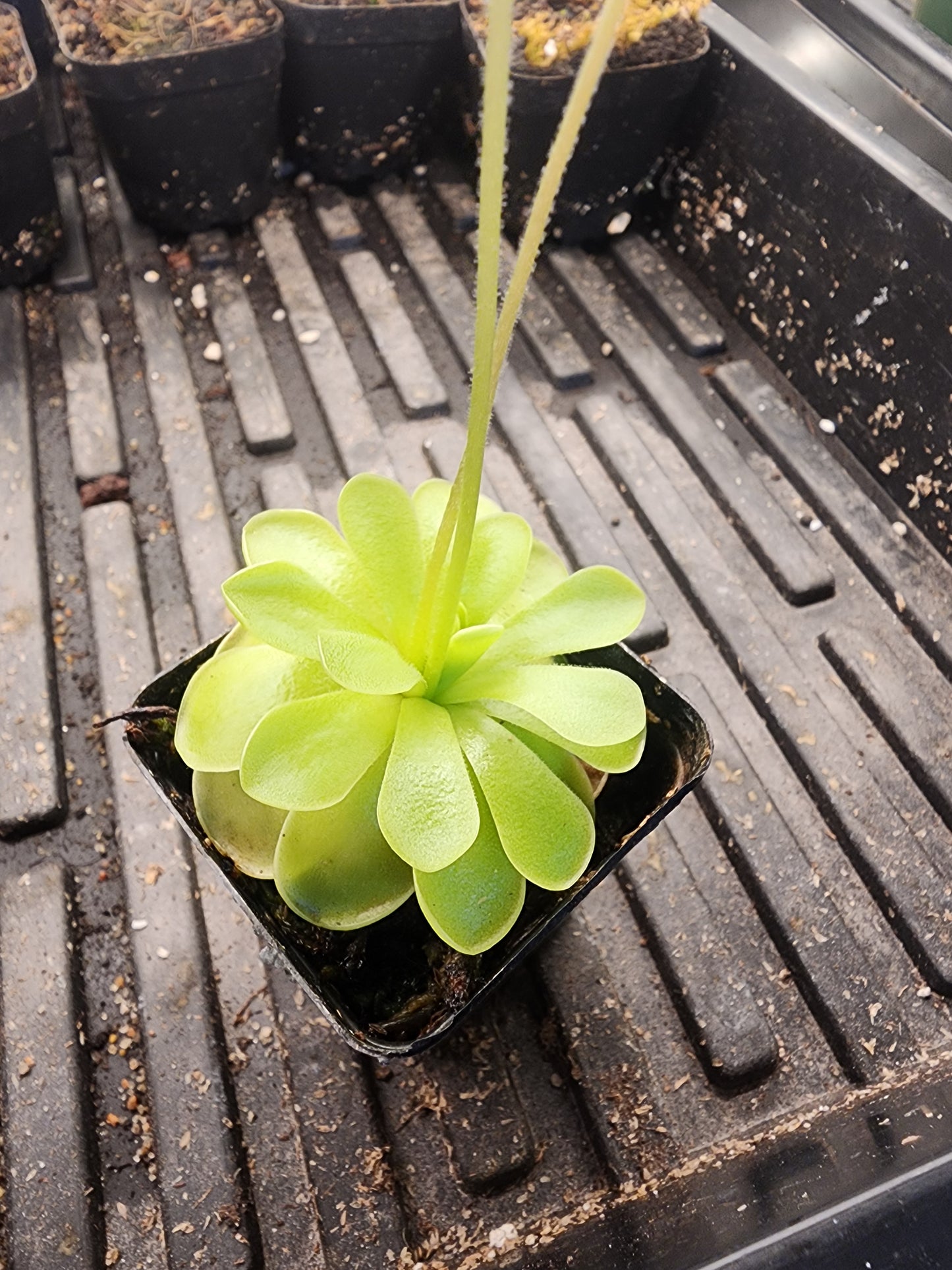 Pinguicula ibarrae x Pinguicula Guatemala