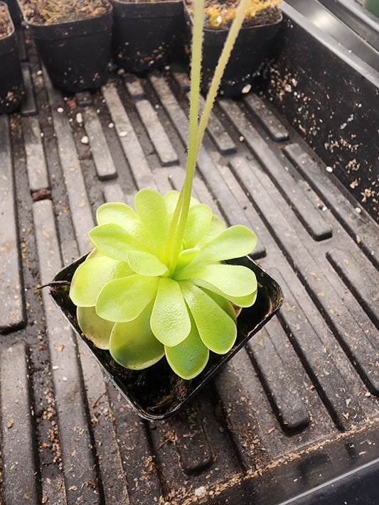 Pinguicula ibarrae x Pinguicula Guatemala