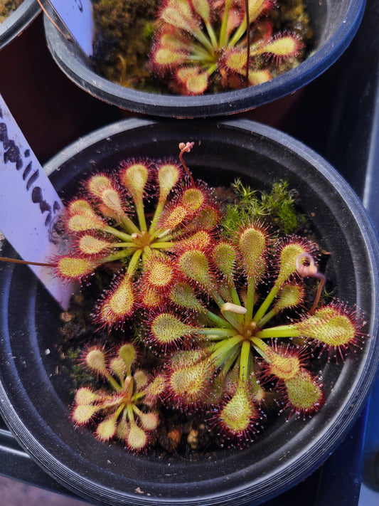Drosera capillaris - Pink Sundew