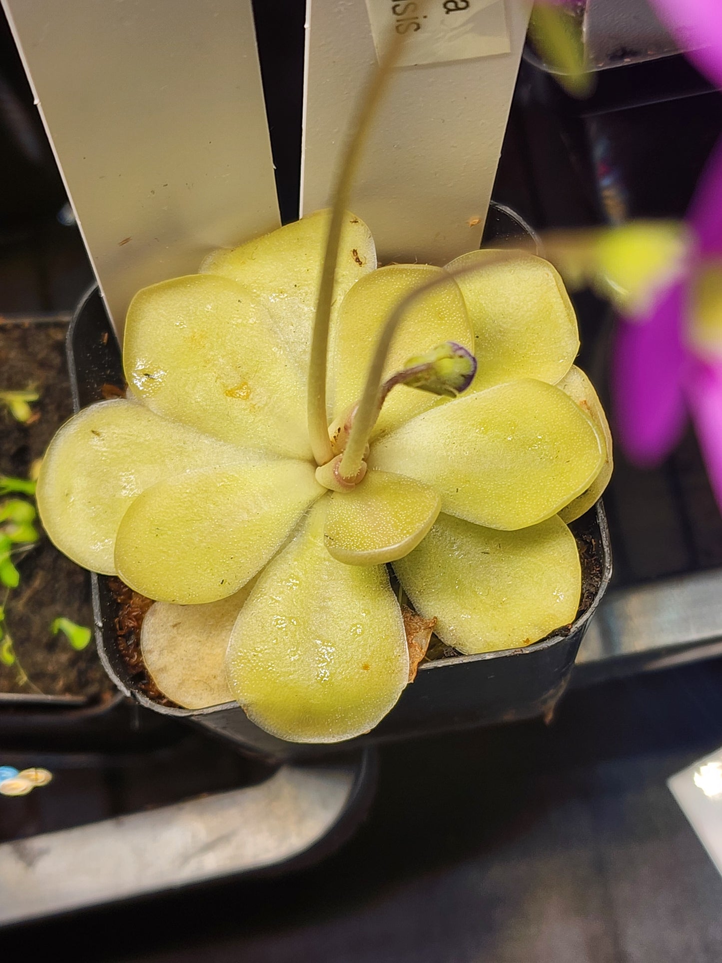 Pinguicula moranensis