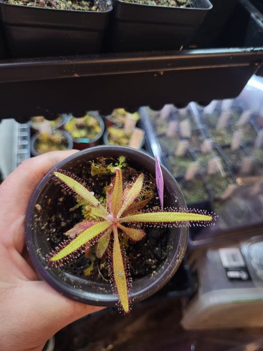 Drosera adelae - Lance-Leaved Sundew
