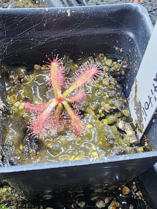 Drosera latifolia 'Diamantina minas Gerais, Brazil'