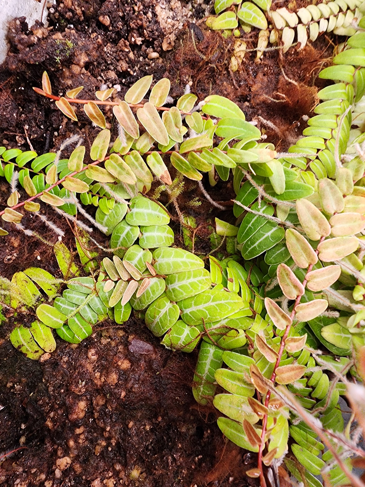 Marcgravia umbellata