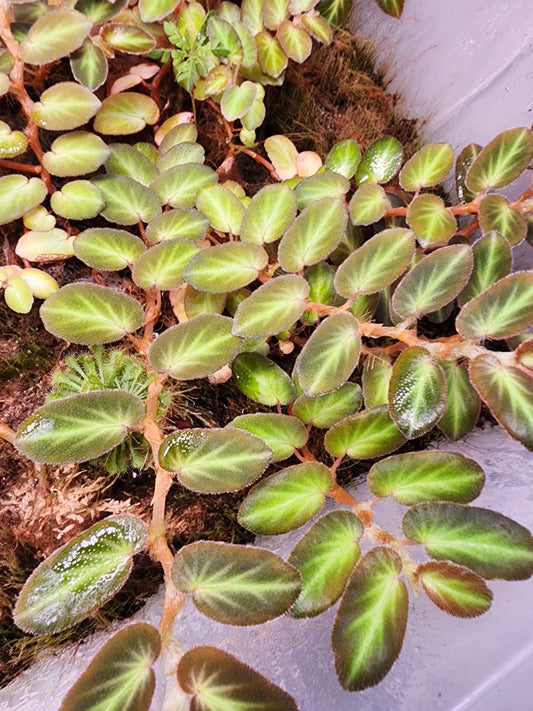 Begonia thelmae