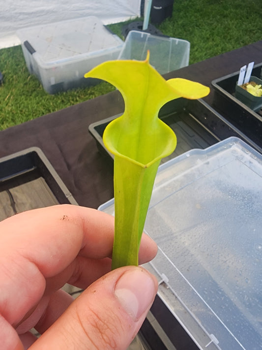 Sarracenia oreophila 'Green'