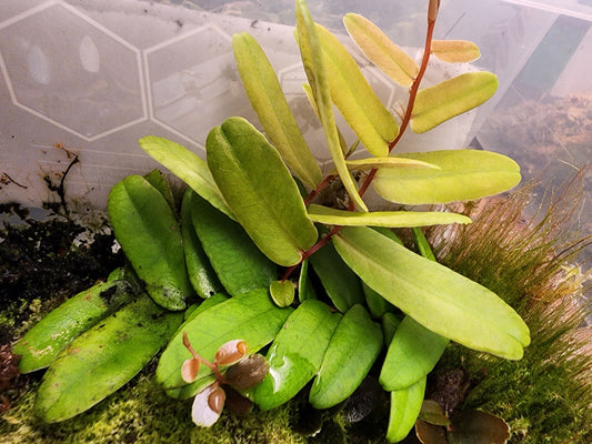 Marcgravia sintenisii (Rainbow marcgravia)