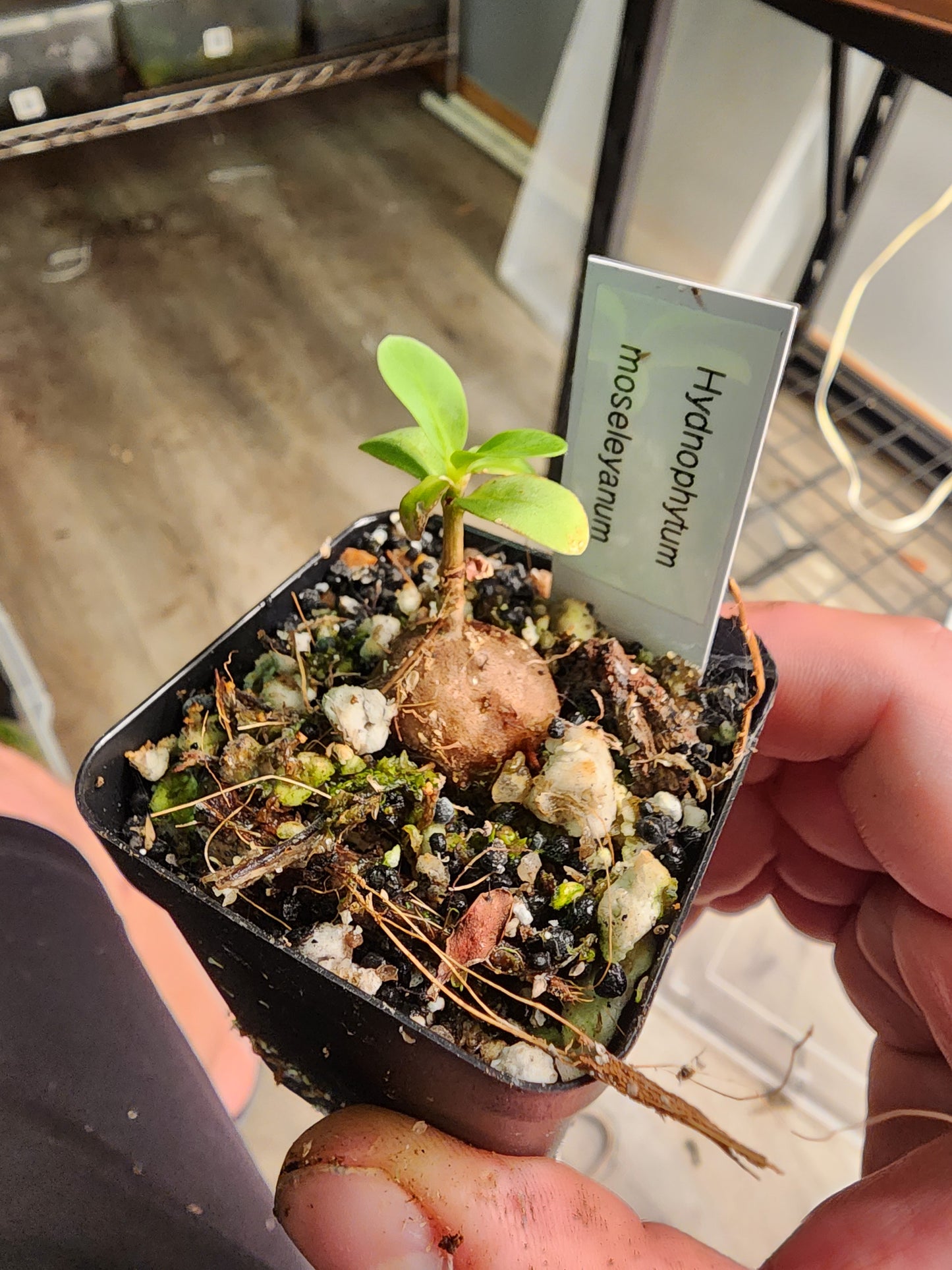 Hynophytum moseleyanum - Ant Plant