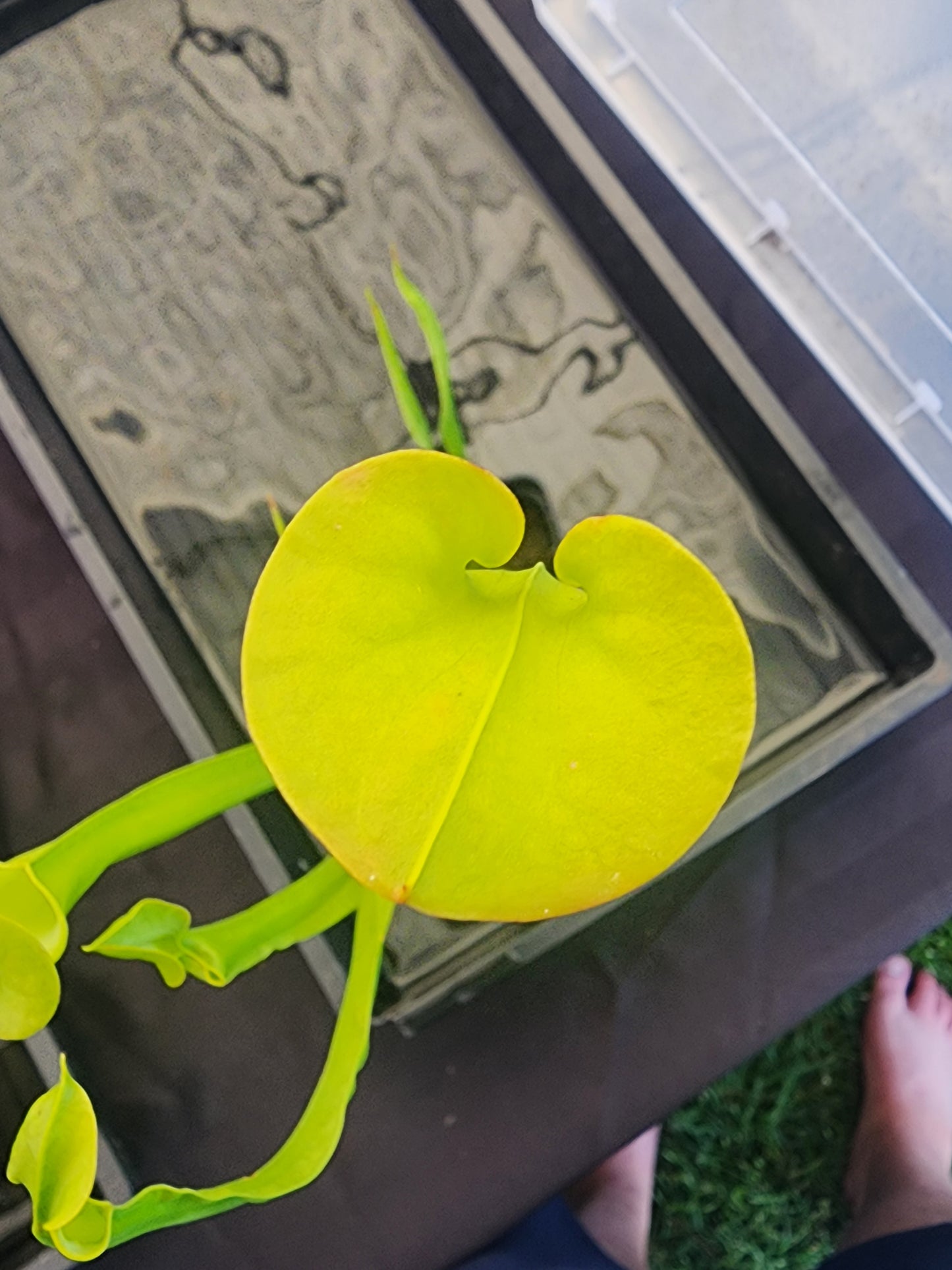 Sarracenia oreophila 'Green'