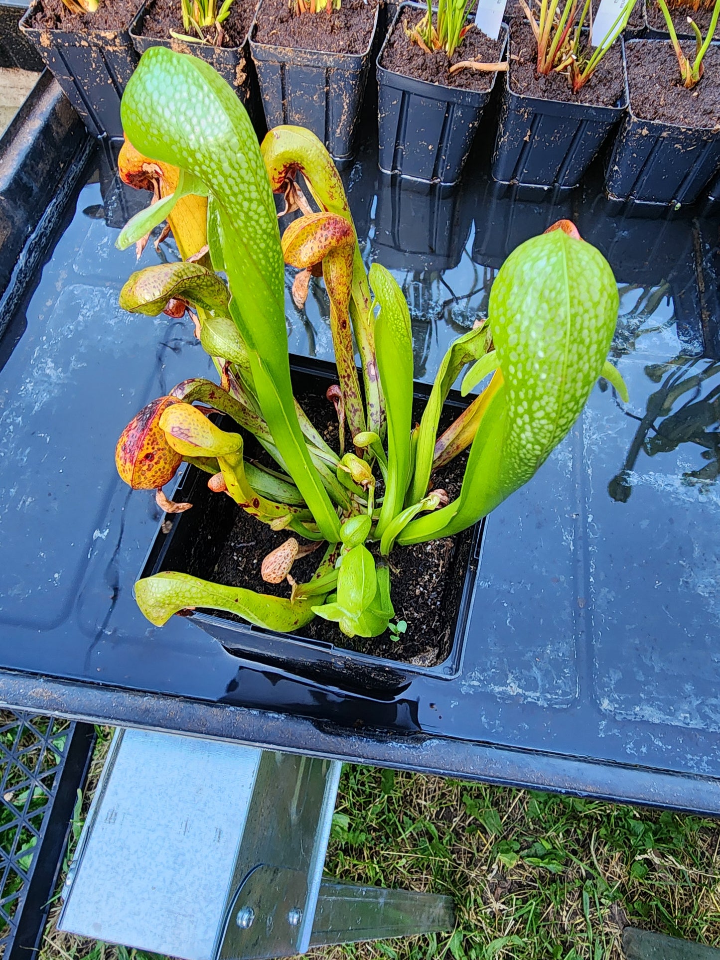 Darlingtonia californica - Flowering sized plant