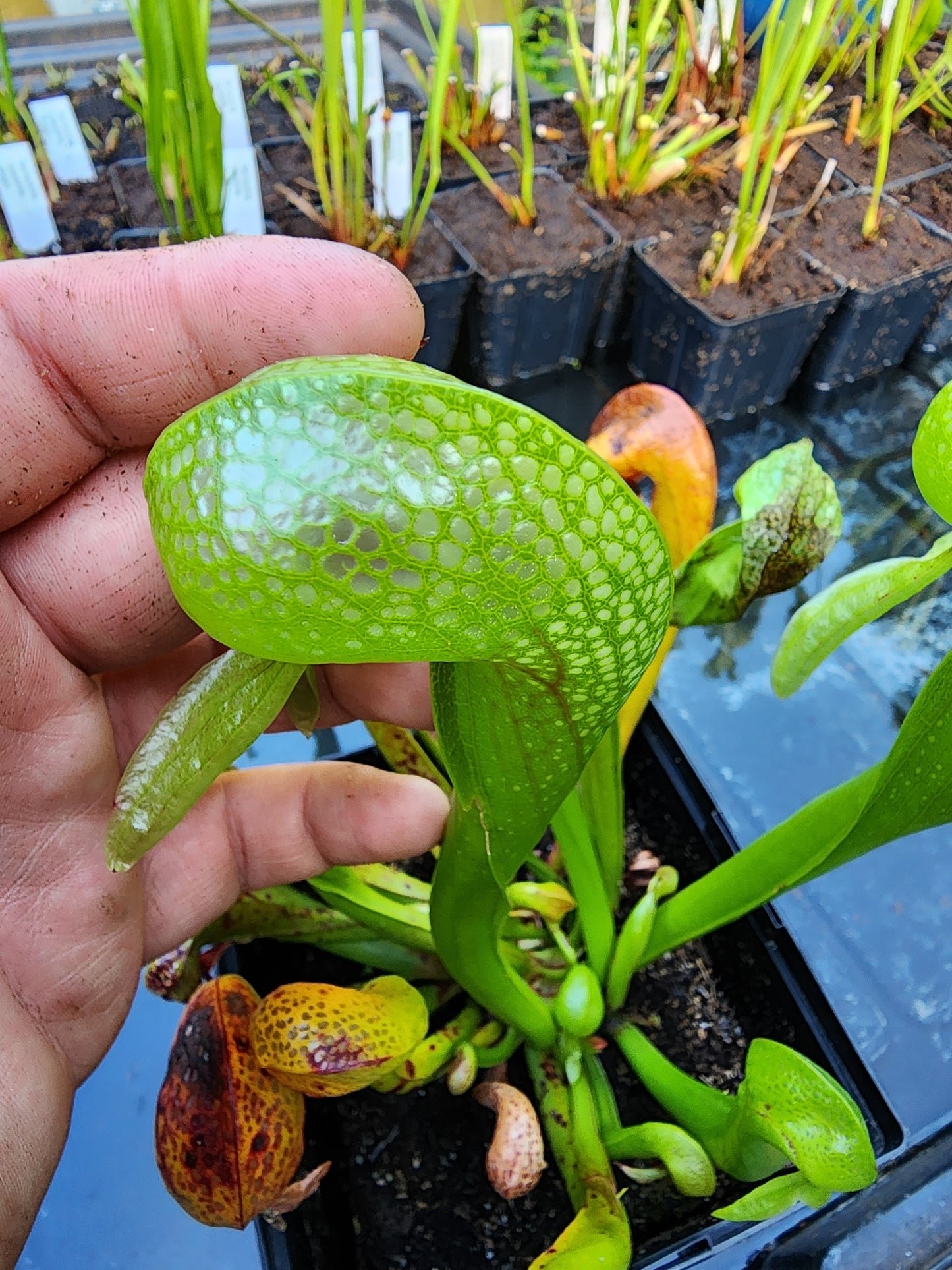 Darlingtonia californica - Flowering sized plant