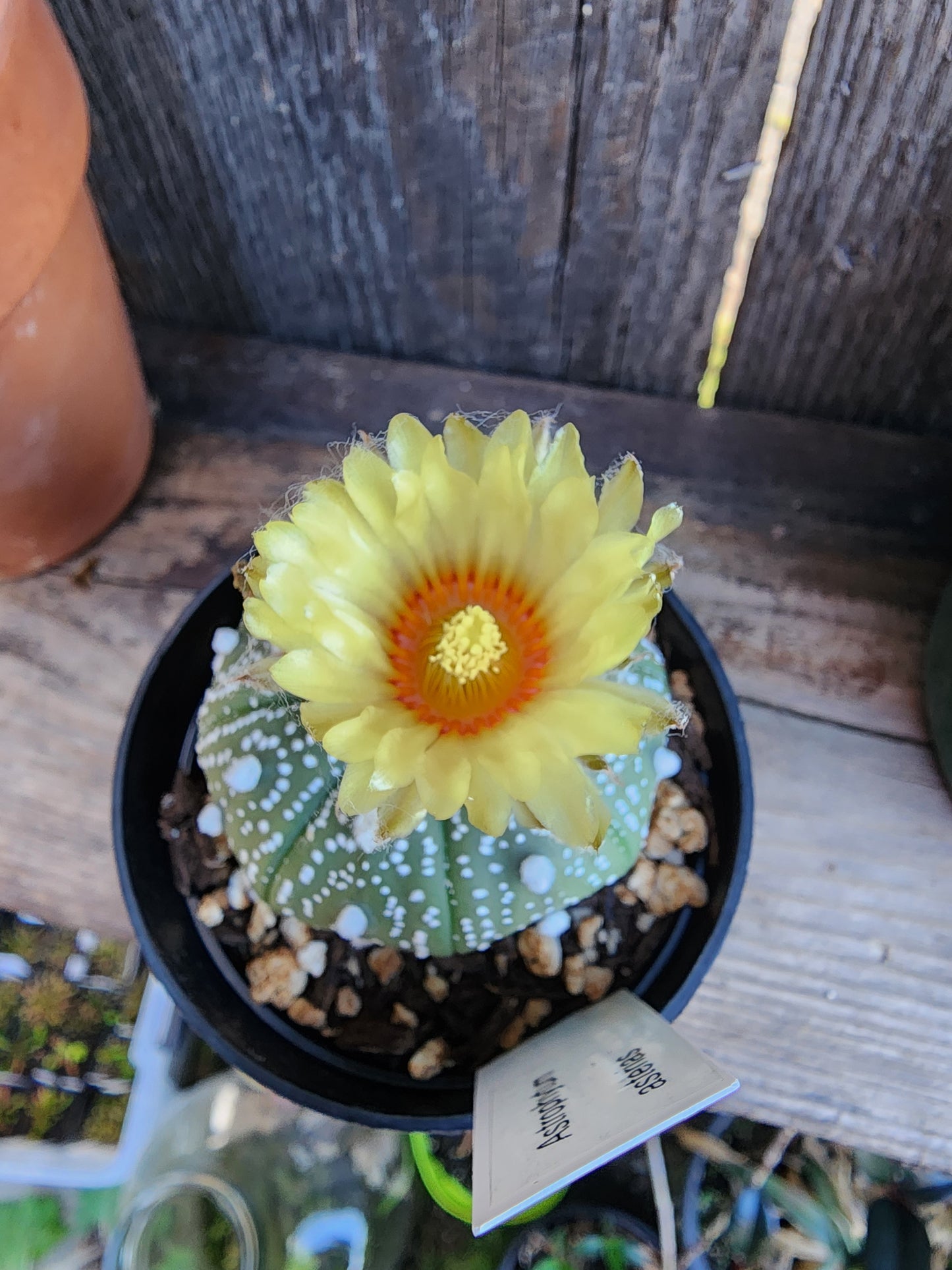 Astrophytum asterias - Sand Dollar Cactus (SG)